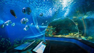 океанариум1