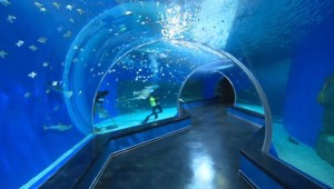 океанариум2