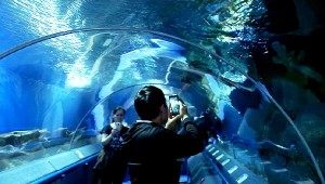 океанариум3